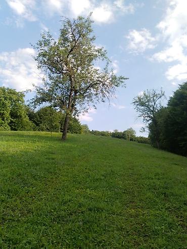 Torpaq sahələrinin satışı: 92 sot, Biznes üçün, Mülkiyyətçi, Kupça (Çıxarış), Bələdiyyə, Müqavilə — 15