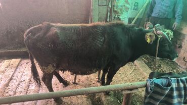 Коровы, быки: Продаю | Корова (самка), Бык (самец) | Алатауская | На откорм, Для молока | После отела