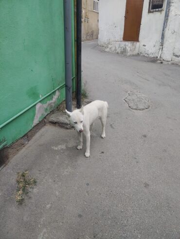 xaski iti qiymeti: Xaski, 4 ay, Dişi