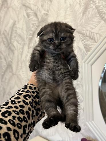 Pişiklər: Şotland — 3