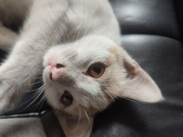 кошка с разными глазами: Американская короткошёрстная, 3 месяца, Девочка, Белый