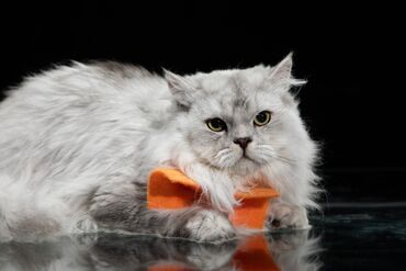 объявления отдам в хорошие руки: Шиншилла, Самец, В добрые руки, Самовывоз, Платная доставка