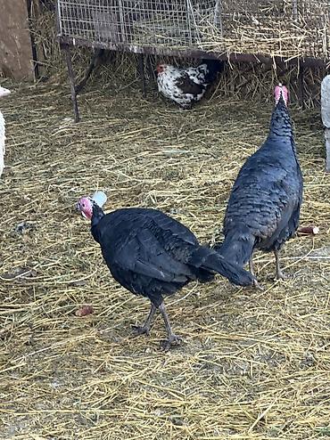 Индюки: Продаю | Индюшка (самка), Индюк (самец) | Черный принц | На забой, Для разведения | Племенные — 7
