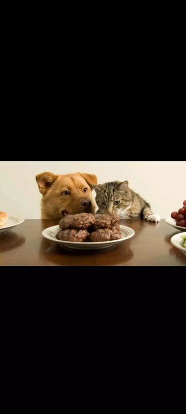 сухой корм для кошек: Корм для домашних животных собак и кошек. Мясо 100сом за килограмм