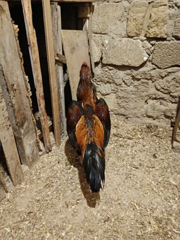 Xoruzlar: Yapon 1 yaş yarımlıq heyvandı problemsiz heyvandı barter yalnız şamo — 4