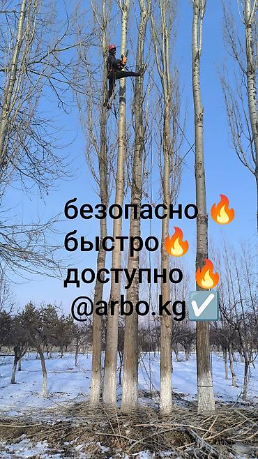 вырубка дерева: Пилим, вырубка рубка,спил, деревья любой сложности и объемов, мы — 4