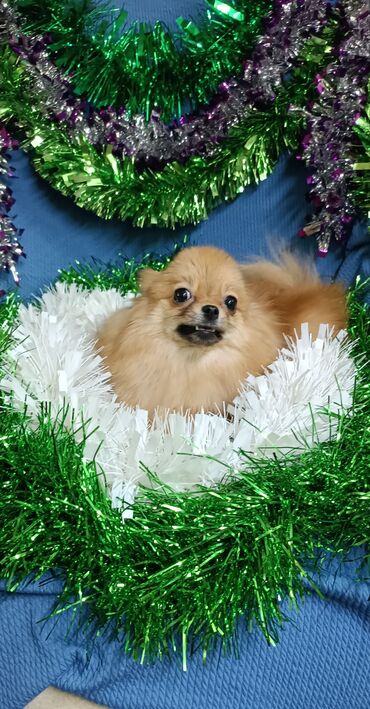 Продажа собак: Шпиц, 2 года, Самка, С родословной — 7