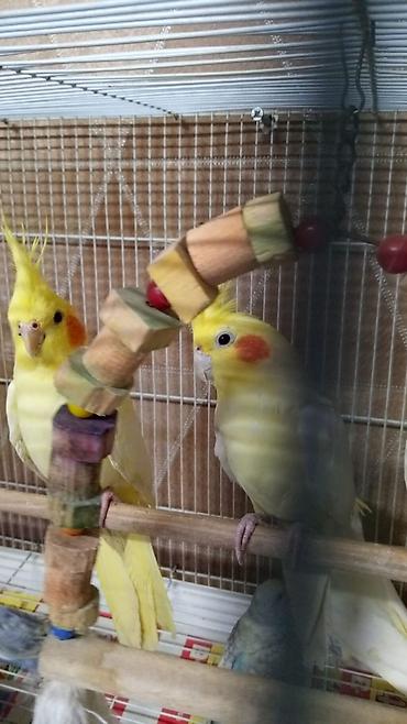 Quşlar: Vatsap elaqə qurun Birdə neçə dənə korella quşu var. Onların rəngləri — 6