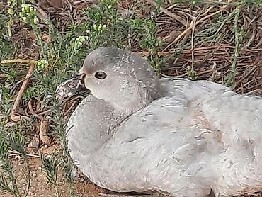vendam kendi: Salam gordyvuz ordekler satisa cixti temiz cinsi ordekler lavda zumrdu — 4