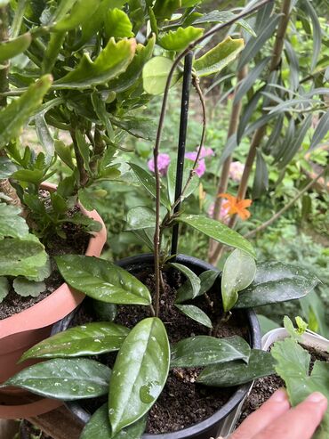 Otaq bitkiləri: Her biri ucuz kimete Gencededi catirma var size yaxin yere ancag — 5