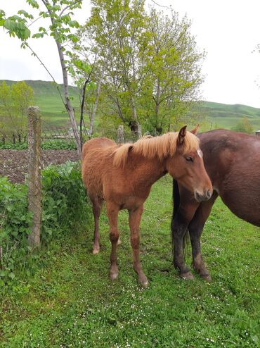 at nalı satışı v Azərbaycan | Heykəlciklər: 1 illik dayça satilir yorğa dir qiymət 1200m dayça erkekdir