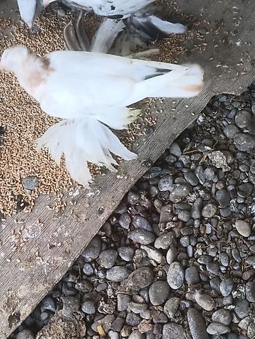 akvarium balıq novləri: Bir cüt dekorativ göyərçinlər satılır isdəyən əlagə saxleya bilər — 1