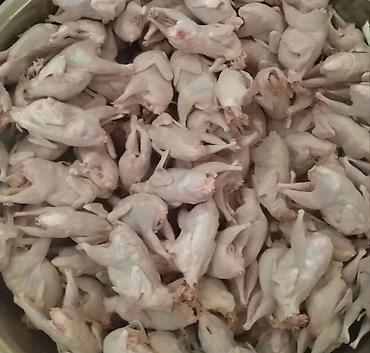 Digər quşlar: Bildirçin satışı✅. ev şəraitində saxlanılmış bildirçinlər ferma — 5