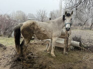 Лошади, кони: Продаю | Кобыла (самка) | Для молока, Рабочий | Мерин — 7