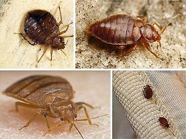 Дезинфекция, дезинсекция: Дезинфекция, дезинсекция, | Клопы, | Транспорт, Офисы, Квартиры — 8