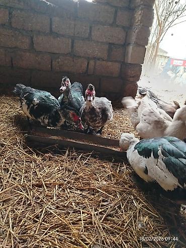 Ördəklər: Erkək, | Lal ördək, Damazlıq — 9