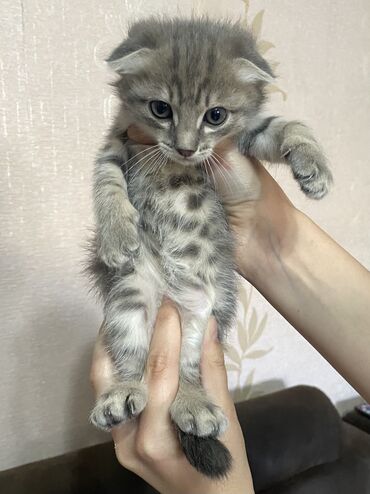 Продажа кошек: Скотиш Фолд (Шотландская вислоухая), 1 месяц, Мальчик, Серый, Приучена к лотку