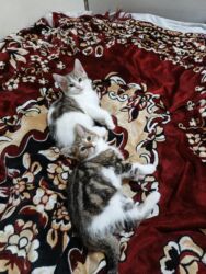 Pişiklər: Türk anqora, Dişi, Yaxşı əllərə, Ünvandan götürmə -da lalafo.az — 23 Pişiklər: Türk anqora, Dişi, Yaxşı əllərə, Ünvandan götürmə — 23