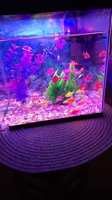 Akvariumlar: LED işıqlı akvarium komplekti - Şəffaf şüşə akvarium, kompakt ölçülü — 2