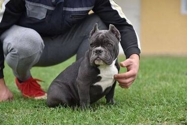 Psi: Dostupni stenci american bully Starosti 4 meseca Primili sve vakcine — 6