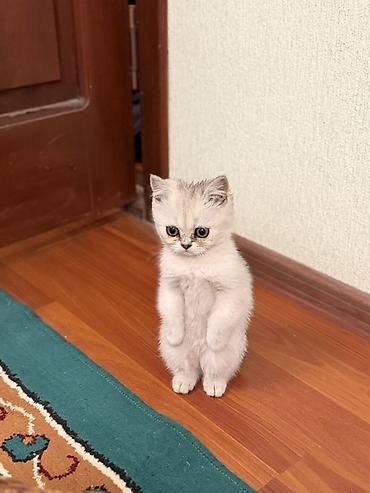 бенгальская кошка цена бишкек: Шотландский котёнок (скоттиш) серебристого окраса. - Порода — 7