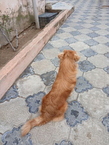 породистые собаки в добрые руки: Пекинес, 1 год, Самка, Бесплатная доставка