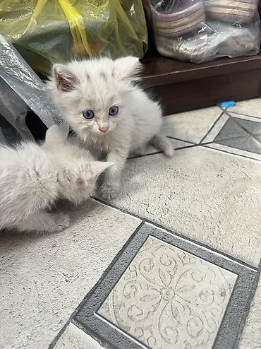 котята в дар: Кошка даром: Ангорская, 1 месяц, Девочка, Метис, Приучена к лотку, Проглистована — 9