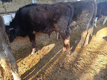 Коровы, быки: Продаю | Бык (самец) | На откорм | Привязанные — 10