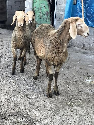 Баран, овца: Продаю | Баран (самец) | Для разведения | Племенные, Ярка — 9