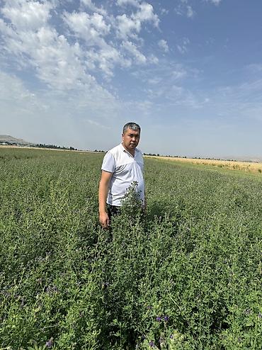 Другие зерновые культуры: Беде урук 100% Кыргызстан местный урук 7-8 жылдык (Кытай эмес — 7