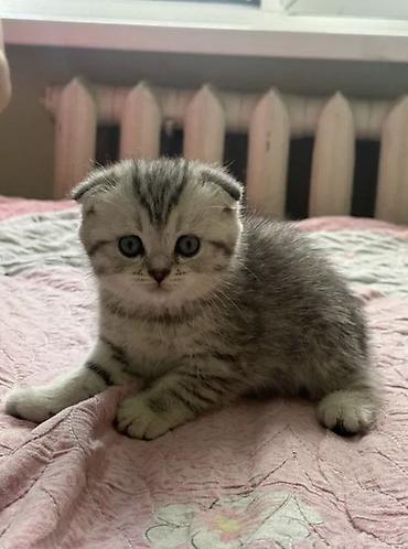 Шотландский вислоухий котёнок (Scottish Fold) - Окрас: серебристый at lalafo.kg Шотландский вислоухий котёнок (Scottish Fold) - Окрас: серебристый