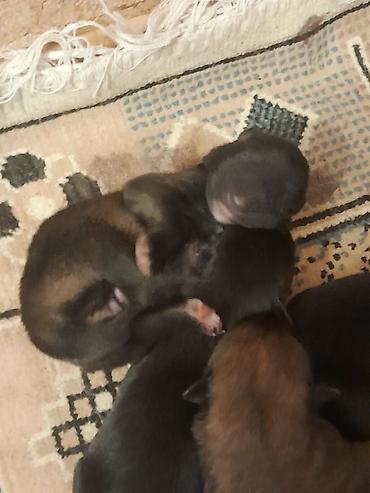 İtlər: 1 ay, Dişi, Sənədli, Ünvandan götürmə — 2