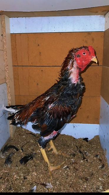 qazlar gəncə: Xoruz, Heyratı, il: 2, Ünvandan götürmə, Ödənişli çatdırılma, Rayonlara çatdırılma — 4