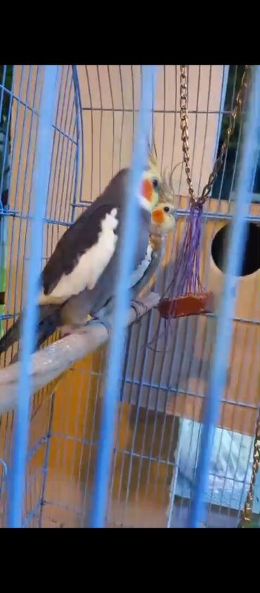 Tutuquşları: Nimfa (Cockatiel) cütü və qəfəs dəsti - Növ: Nimfa tutuquşusu — 11