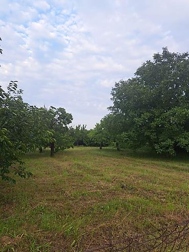 060 hansi rayondu: 14 sot, Kənd təsərrüfatı, Kupça (Çıxarış) — 1