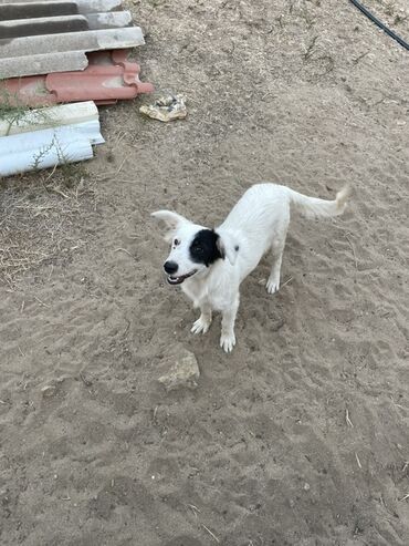 afçarka itlerin qiymeti ucuz: Zvonok, 5 ay, Dişi