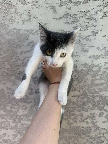 манчкин кот цена бишкек: Отдам в добрые руки. Домашние котята, окрас чёрно-белый (маска на — 2