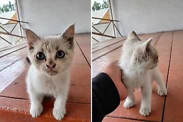кошка серая: Кошка даром: Беспородная, 1 месяц, Девочка, Метис, Приучена к лотку, Проглистована — 1