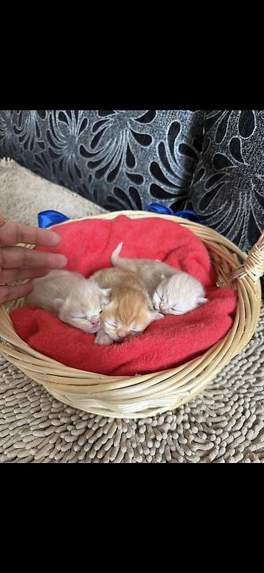 Pişiklər: Şinşilla, Dişi — 13