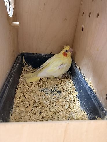 it ucun yuva: Nymph paraketləri (Cockatiel) – sarı və boz rəng variantları - Növ — 1