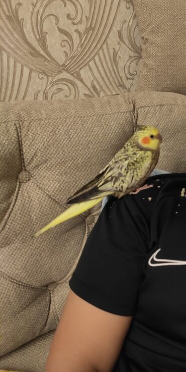 продажа птиц в баку: Nymph quşu (Cockatiel) – sarı-boz rəngli, yanaqlarında narıncı ləkələr