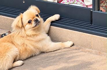 Pekines, 6 ay, Dişi, Ödənişli çatdırılma