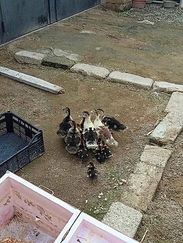 cins buzov: 13 ədəd lal ördək balası böyüklü balacali hamısı bir yerdə.real — 4