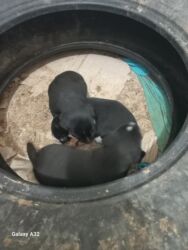 heyvanlara verilen xususi adlar: Erkek lalafo.az -da heyvanlara verilen xususi adlar: Erkek