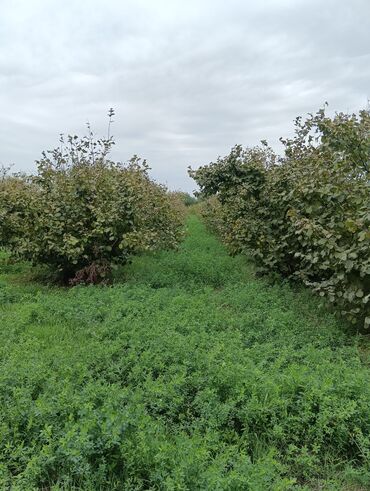 Ağaclar: Məhsul: Fındıq bağı və gilas bağı Təsvir: 1.20 Ha ərazidə 12illik — 2