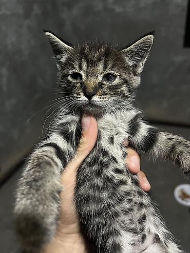 бенгальские кошки купить: Котята тигрового окраса - Порода: домашние короткошёрстные (табби). - — 5