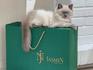 Pişiklər: Şinşilla, Erkək, Cütləşmə üçün — 8