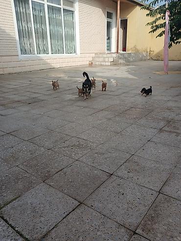 balaca ag itler: Balaca it balaları – mehriban, oynaq və ağıllı - Növ: kiçik ölçülü it — 4