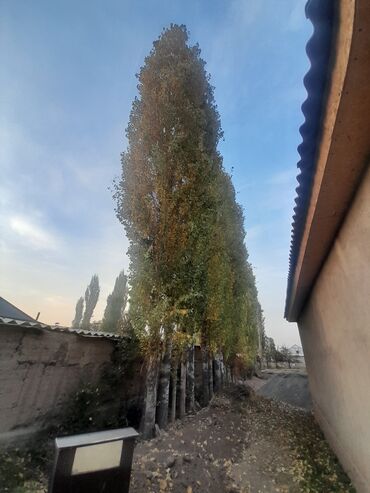уголь каракече бешсары шабыркуль каражыра доставка бишкек купить фото: Дрова Тополь, Самовывоз