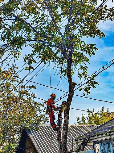Спил деревьев, заготовка дров: Спил любых деревьев, в любых стесненных условиях, формирование кроны — 3
